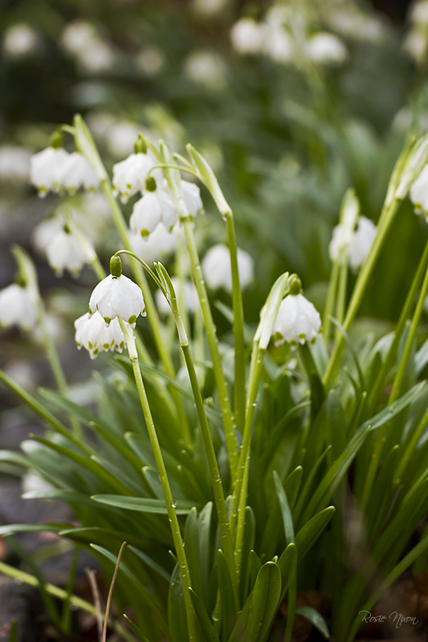 Branklyn Garden February Flowers - Leucojum vernum Spring snowflakes