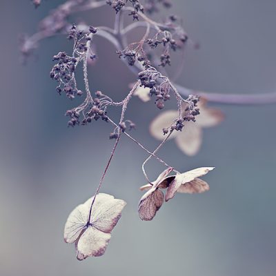 beauty in decay - Hydrangea flowers