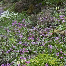 this is an image of pink Erythronium revolutum carpeting the woodland floor in spring