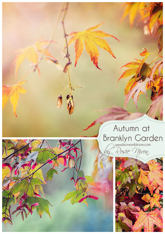 Autumn colour Branklyn Garden with acers and liquidamber leaves