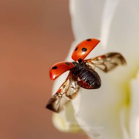high speed continuous shooting - this is an image off a 7 spot ladybird flying off a white bridal crown daffodil