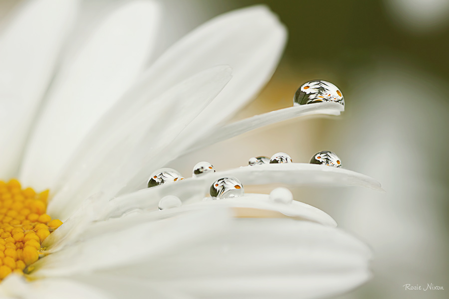 best nature photos 2012 - refractions from a white shasta daisy