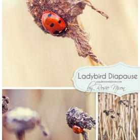 this is an image of a ladybird pausing during the winter