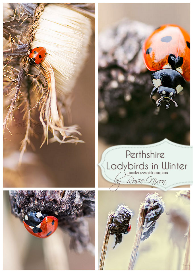 this is an image of ladybirds in winter