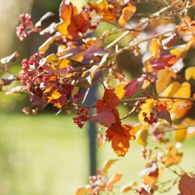 this is an image of physocarpus autumn foliage - use back light