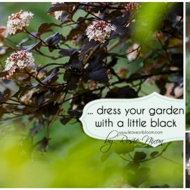 this is an image that reads dress your garden in a little black and has a physocarpus in flower in the background