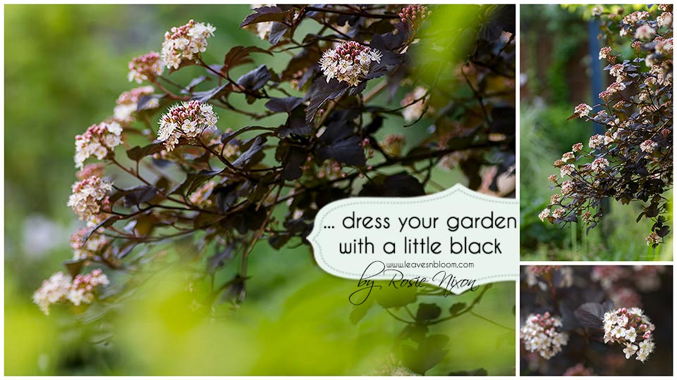 this is an image that reads dress your garden in a little black and has a physocarpus in flower in the background
