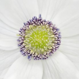 this is an image of Anemone rivularis