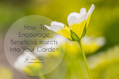 this is an image of a poached egg flower with the text - how to encourage beneficial insects to your garden