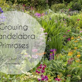 growing candelabra primroses