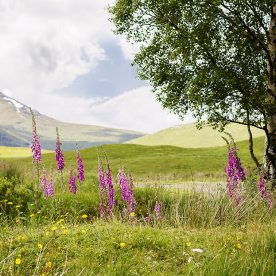 Scottish wild flowers at Loch Tulla, A 82 road