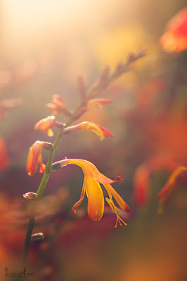 this is an image of Crocosmia at sunset for designing with perennials