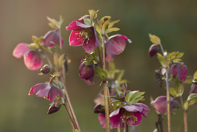 this is an image of a lenten rose in February Perthshire garden