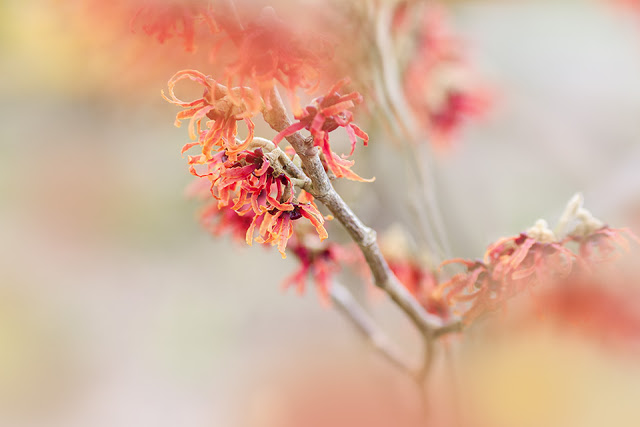 this is an image of Hamamelis × intermedia 'Diane' - red flowers in bloom in January