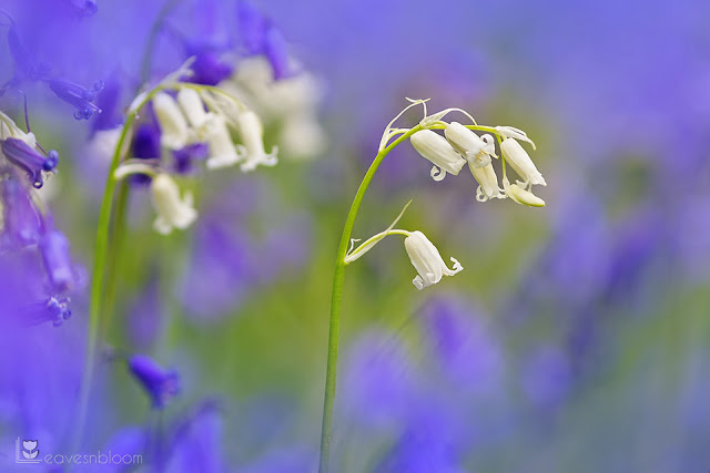 this is an image of rare white bluebells