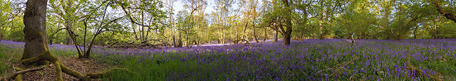 this is a panoramic image of my local bluebell woods