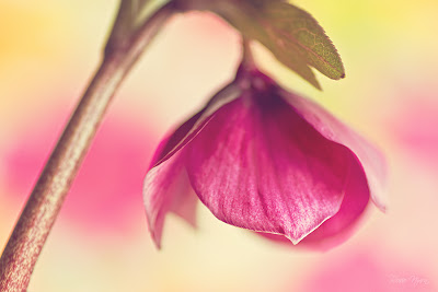 still life macro technique - pink lenten hellebore cut flower