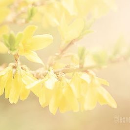 lensbaby blur - forsythia yellow spring flowers