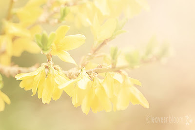 lensbaby blur - forsythia yellow spring flowers