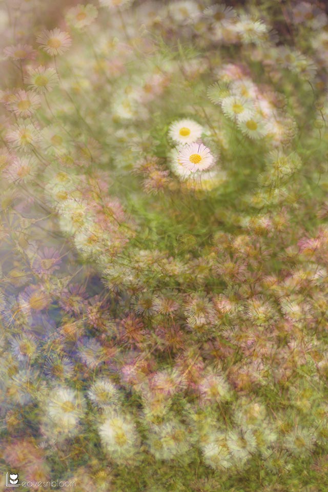 this is a multiple exposure montage of Erigeron karvinskianus daisies