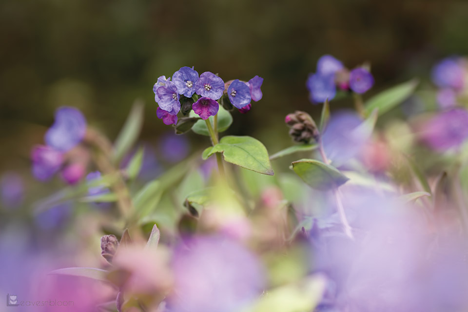 where to grow pulmonaria flowers in spring
