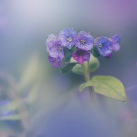blue spring growing pulmonaria flowers