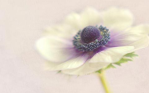 white anemone de caen single flower