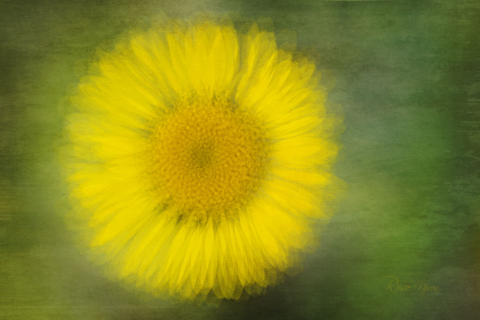 a single yellow daisy flower taken using the pep ventosa photography technique