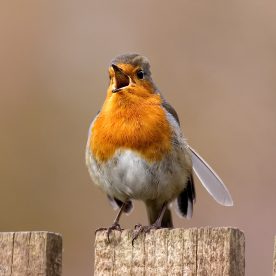 photographing garden birds - robin