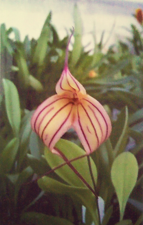 masdevallia rosie nixon orchid