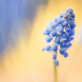 blue muscari bulb flower - get your garden ready for spring