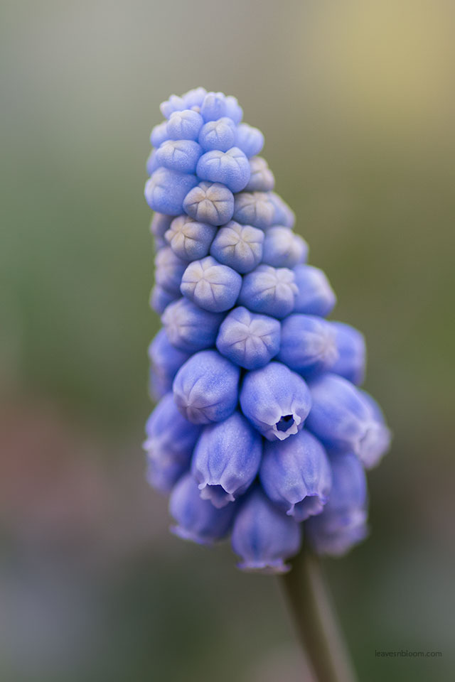 Get your garden ready for spring by planting blue muscari bulbs