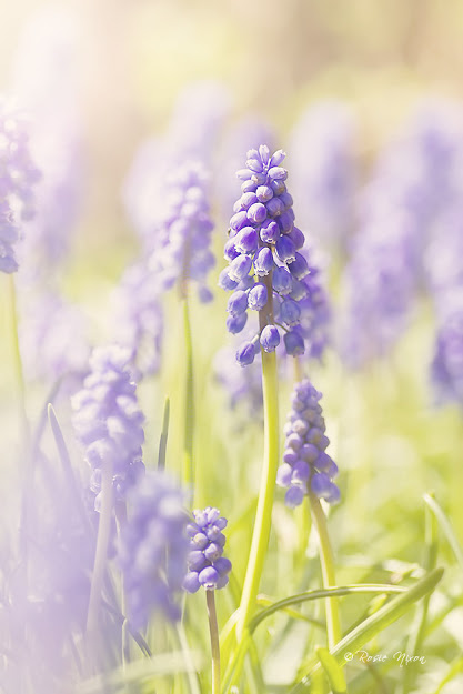 blue grape hyacinth flowers - get your garden ready for spring