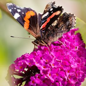 red admiral butterfly tasting nectar with its feet on a purple flower