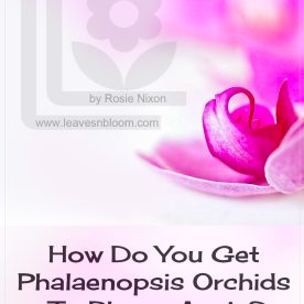 pink orchid with the text asking how do you get phalaenopsis orchids to bloom again