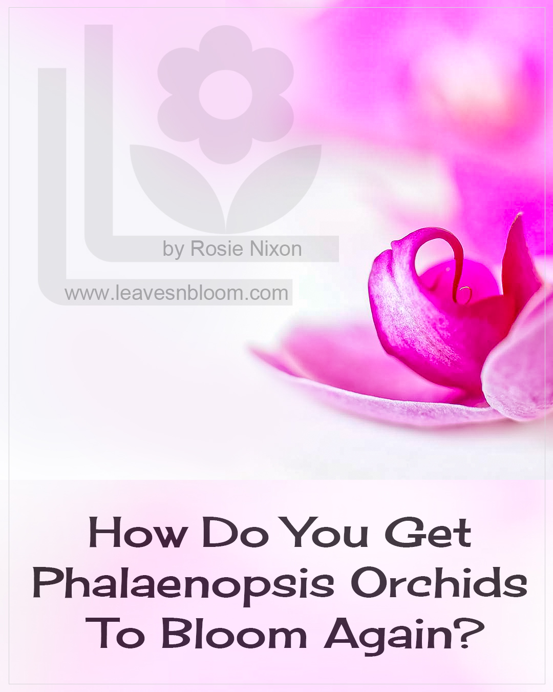 picture of a pink orchid flower and the text asks how do you get a phalaenopsis orchids to bloom again?